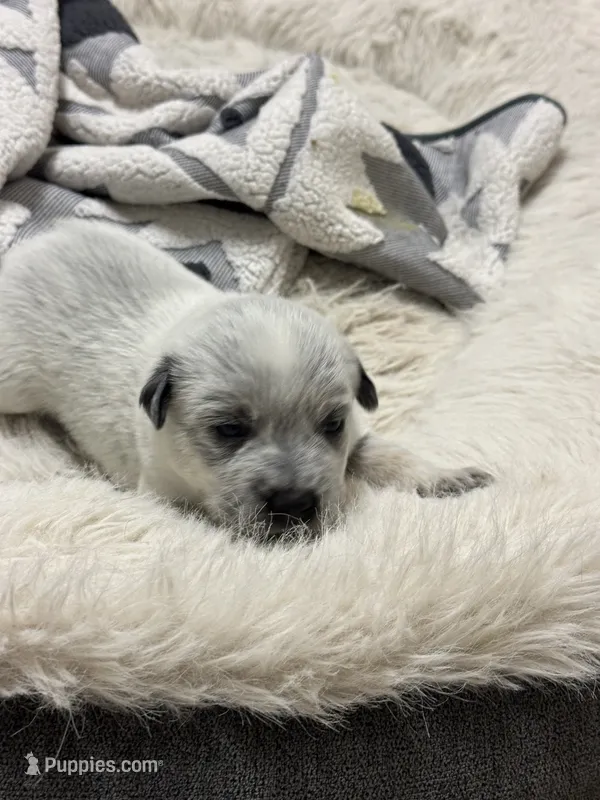 Dash – Australian Cattle Dog, American Pit Bull Terrier puppy for sale in Lake Elsinore, CA