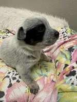 Pepper, a female Australian Cattle Dog for sale in Lake Elsinore, CA – 4 of 5