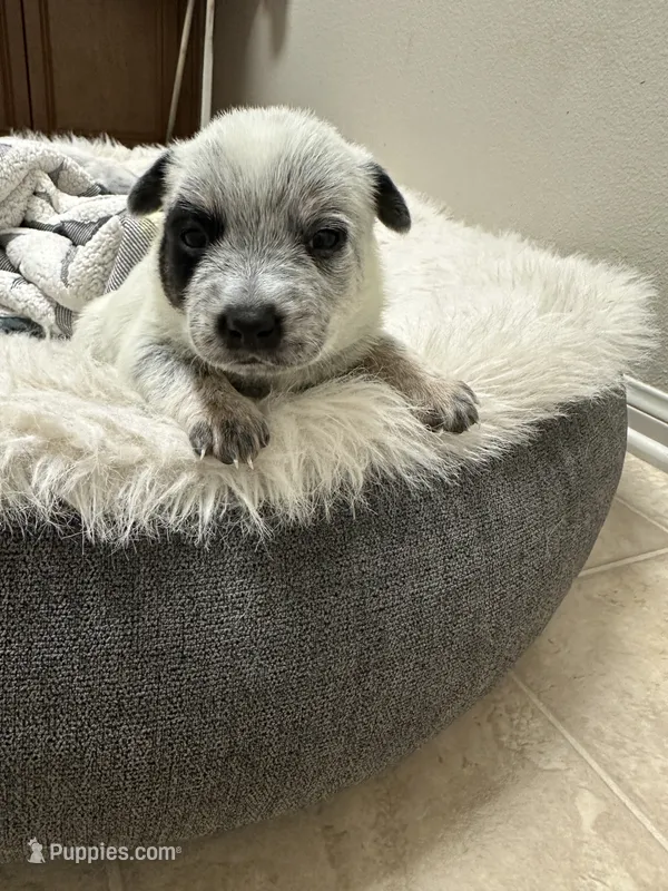 Pepper – Australian Cattle Dog, American Pit Bull Terrier puppy for sale in Lake Elsinore, CA