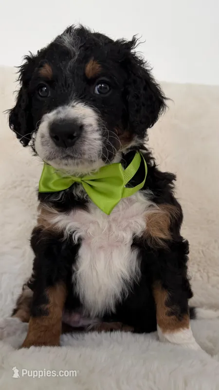 Caramelo – Bernedoodle puppy for sale in Fayetteville, GA