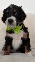 Caramelo, a male Bernedoodle for sale in Fayetteville, GA – 1 of 1