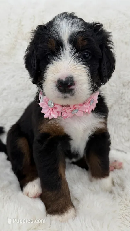 Bella – Bernedoodle puppy for sale in Fayetteville, GA