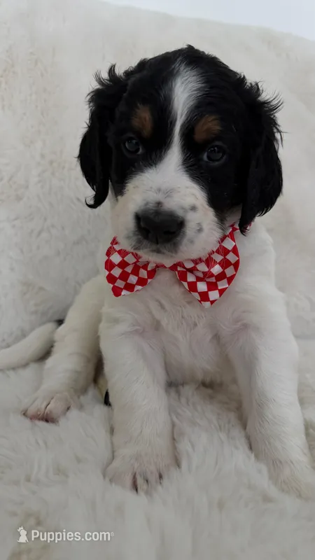 Robby – Bernedoodle puppy for sale in Fayetteville, GA