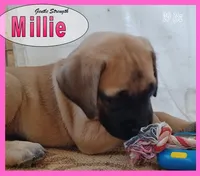 Millie AKC, a female English Mastiff for sale in Waldron, AR – 2 of 10