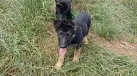 Molly, a female German Shepherd Dog for sale in Waldron, AR – 3 of 3