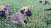 Jack, a male German Shepherd Dog and English Mastiff for sale in Waldron, AR – 4 of 9