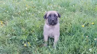 P!nk, a female German Shepherd Dog and English Mastiff for sale in Waldron, AR – 3 of 10