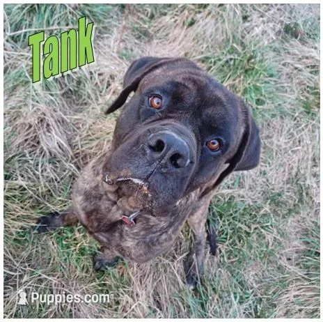 Storm, a female German Shepherd Dog and English Mastiff for sale in Waldron, AR – 4 of 6