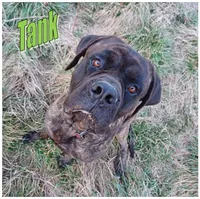 Beorn - AKC, a male English Mastiff for sale in Waldron, AR – 9 of 10
