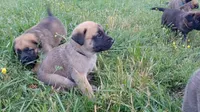 Jack, a male German Shepherd Dog and English Mastiff for sale in Waldron, AR – 2 of 9