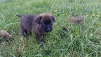 Rowdy, a male German Shepherd Dog and English Mastiff for sale in Waldron, AR – 2 of 10