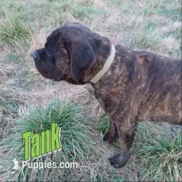 P!nk, a female German Shepherd Dog and English Mastiff for sale in Waldron, AR – 2 of 3