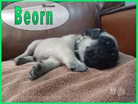 Beorn, a male English Mastiff for sale in Waldron, AR – 3 of 4