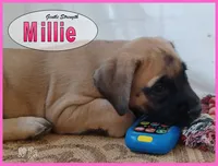 Millie AKC, a female English Mastiff for sale in Waldron, AR – 3 of 10