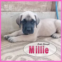 Millie AKC, a female English Mastiff for sale in Waldron, AR – 4 of 10