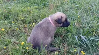P!nk, a female German Shepherd Dog and English Mastiff for sale in Waldron, AR – 8 of 10