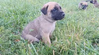 Jack, a male German Shepherd Dog and English Mastiff for sale in Waldron, AR – 5 of 9