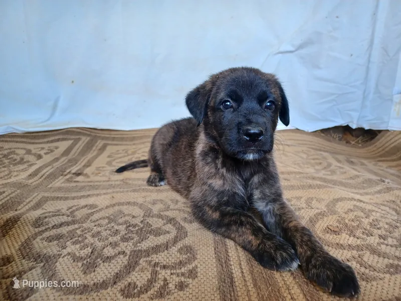 Mattie – German Shepherd Dog, English Mastiff puppy for sale in Waldron, AR