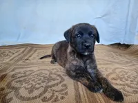 Mattie, a female German Shepherd Dog and English Mastiff for sale in Waldron, AR – 1 of 6