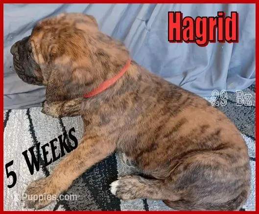 Hagrid – English Mastiff puppy for sale in Waldron, AR