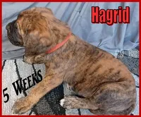 Hagrid, a male English Mastiff for sale in Waldron, AR – Photo 1 of 6