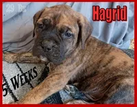 Hagrid, a male English Mastiff for sale in Waldron, AR – Photo 4 of 6