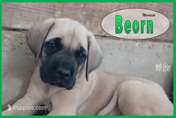 Beorn - AKC – English Mastiff puppy for sale in Waldron, AR