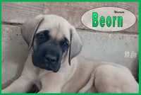 Beorn - AKC, a male English Mastiff for sale in Waldron, AR – 1 of 10