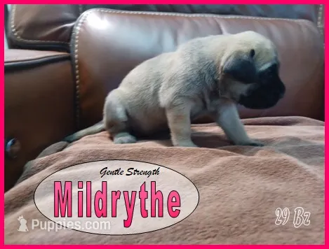 Mildrythe – English Mastiff puppy for sale in Waldron, AR
