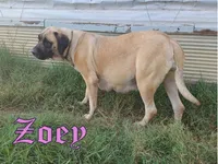 Millie AKC, a female English Mastiff for sale in Waldron, AR – 9 of 10