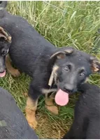 Bettina, a female German Shepherd Dog for sale in Waldron, AR – 2 of 3
