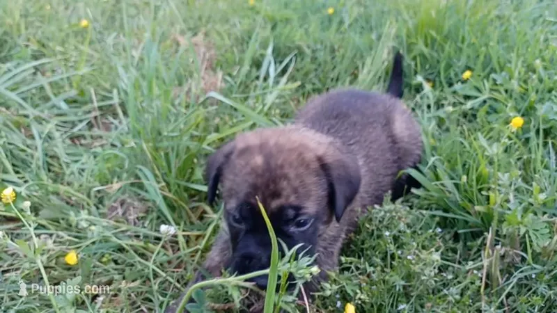 Walter – German Shepherd Dog, English Mastiff puppy for sale in Waldron, AR