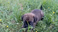 Walter, a male German Shepherd Dog and English Mastiff for sale in Waldron, AR – 1 of 10