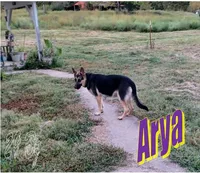 Rowdy, a male German Shepherd Dog and English Mastiff for sale in Waldron, AR – 7 of 10
