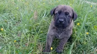 Walter, a male German Shepherd Dog and English Mastiff for sale in Waldron, AR – 5 of 10