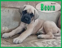 Beorn - AKC, a male English Mastiff for sale in Waldron, AR – 2 of 10