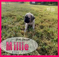 Millie AKC, a female English Mastiff for sale in Waldron, AR – 7 of 10
