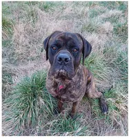 Trinity, a female English Mastiff for sale in Waldron, AR – Photo 5 of 5