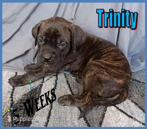 Trinity – English Mastiff puppy for sale in Waldron, AR