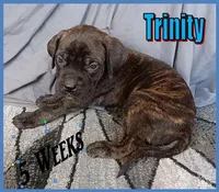 Trinity, a female English Mastiff for sale in Waldron, AR – Photo 1 of 5