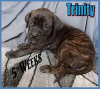 Trinity, a female English Mastiff for sale in Waldron, AR – Photo 2 of 5