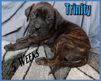 Trinity, a female English Mastiff for sale in Waldron, AR – Photo 3 of 5