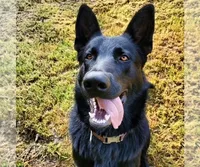 Mr Green, a male German Shepherd Dog for sale in Waldron, AR – 3 of 3