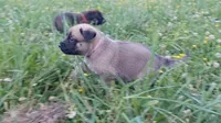P!nk, a female German Shepherd Dog and English Mastiff for sale in Waldron, AR – 2 of 10