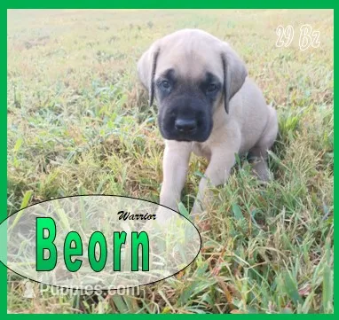 Beorn – English Mastiff puppy for sale in Waldron, AR
