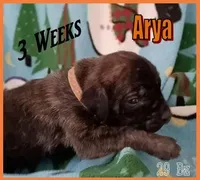 Arya, a female English Mastiff for sale in Waldron, AR – Photo 3 of 6