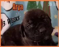 Arya, a female English Mastiff for sale in Waldron, AR – Photo 2 of 6