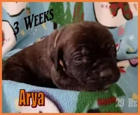 Arya, a female English Mastiff for sale in Waldron, AR – Photo 4 of 6