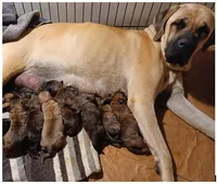 Arya, a female English Mastiff for sale in Waldron, AR – Photo 5 of 6