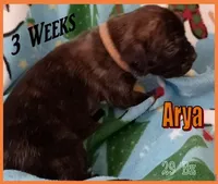 Arya, a female English Mastiff for sale in Waldron, AR – Photo 1 of 6